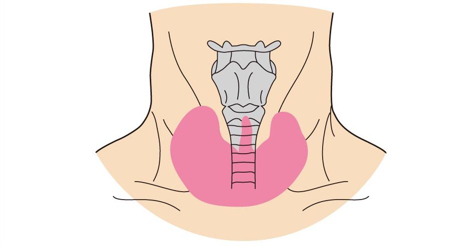 橋本病｜仙台市泉区で甲状腺の検査・治療は泉大沢ファミリークリニック