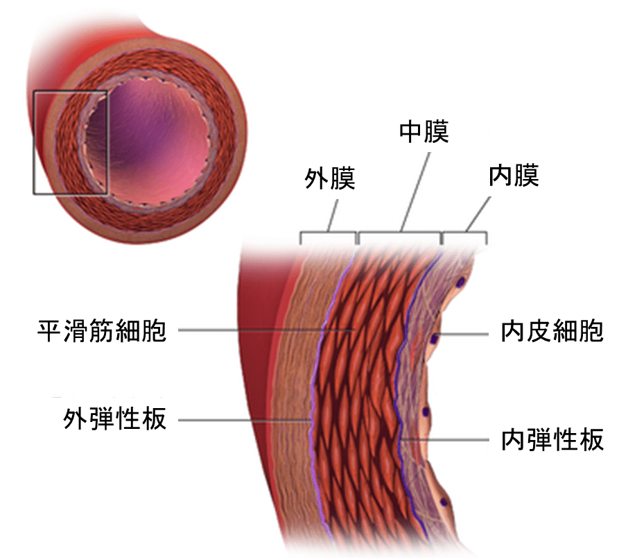 血管壁